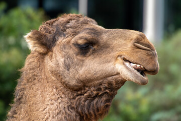 portrait of a camel