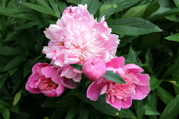 Blooming pink peony. Peony family. Flower close-up..