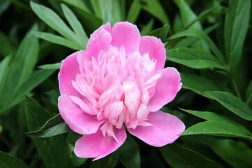 The blooming bud of pink peony. Peony family. Close-up..