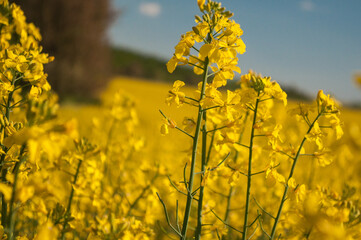 flower of yellow rapeseed, canola colza field