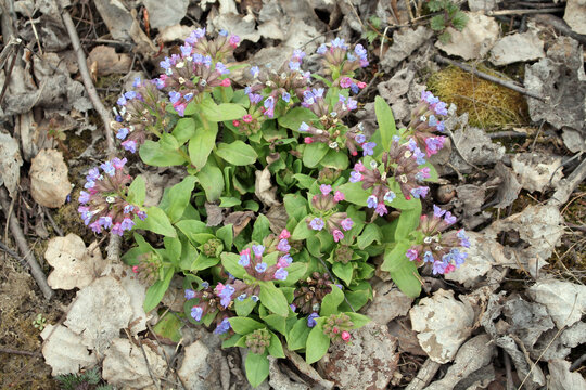 Spring flowers of Unspotted lungwort (Pulmonaria obscura) in wild