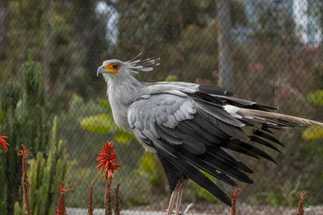 Egyptian secretariat bird