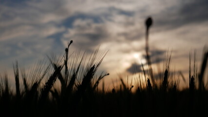 Zboże na tle zachodzącego słońca. © Rafa