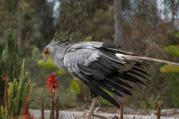 Egyptian secretariat bird