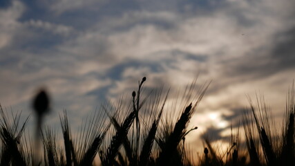 Zboże na tle zachodzącego słońca. © Rafa