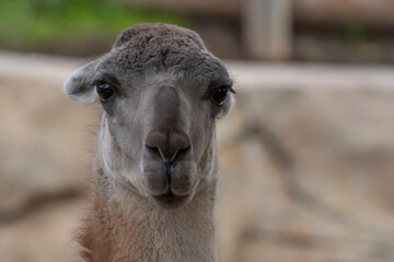 llama closeups