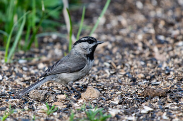 A Beautiful Mountain Chickadee Foraging for Food on the Ground