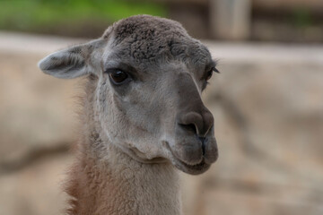 llama closeups