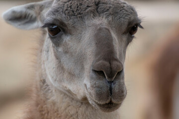 llama closeups