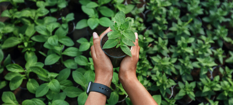 Gardening and flowers. Hands of african american girl with smartwatch holds sprout in organic soil in pot - Powered by Adobe