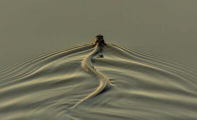 A Northern Water Snake Swimming on a Lake Surface