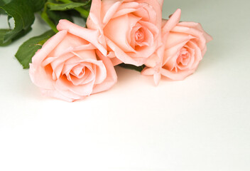 three delicate pink roses