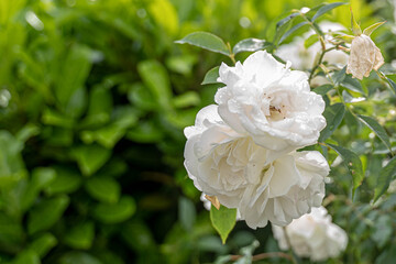 schöne  Rose mit Regentropfen