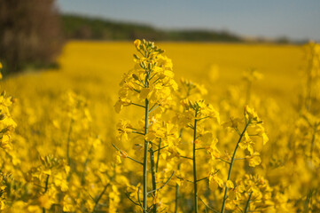 Obraz premium field of yellow rapeseed, canola colza field