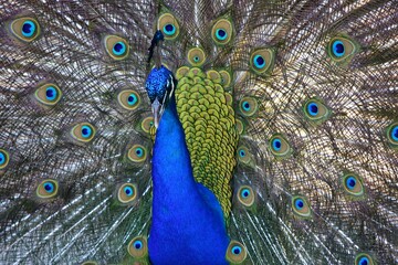 Obraz premium A close up of a male peacock showing off his bright colored feathers..