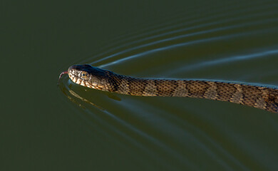 A Northern Water Snake Swimming on a Lake Surface