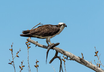 Osprey Perched on Branch with its Catch