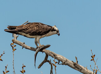 Osprey Perched on Branch with its Catch