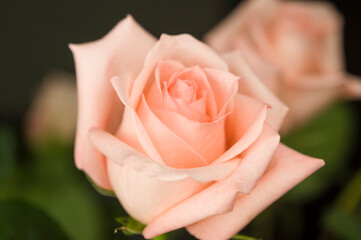 Flower background of delicate pink rose