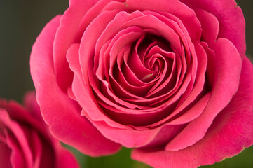 A close up macro shot of a red rose