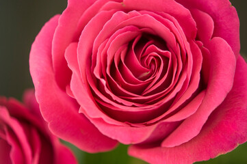 Obraz na płótnie Canvas A close up macro shot of a red rose