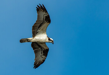 Adult Osprey in Flight 