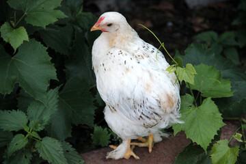 Pets. Chick. Close-up..