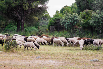 Obraz na płótnie Canvas Rebaño de ovejas