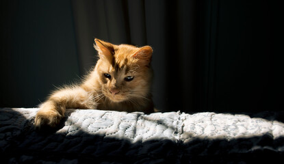 Gato de pelaje naranja jugando iluminado por luz de sol que atraviesa ventana en tonos cálidos 