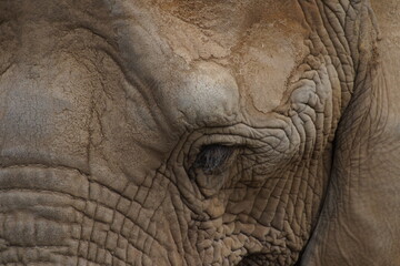 elephant closeups