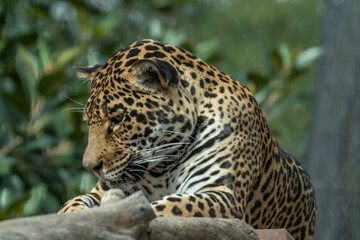 leopard