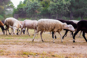 Obraz premium Stado owiec, detal