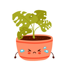 Cute sad funny monstera plant in pot