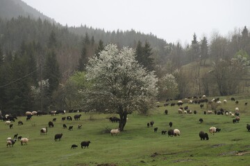 Sheep herd on beautiful green mountain pasture.artvin