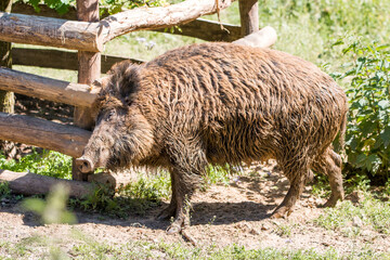 Wild boar  (in german Wildschwein) Sus scrofa