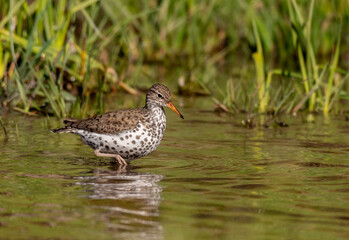 A Spotted Sandpiper Searching for Food on a Lake Shore
