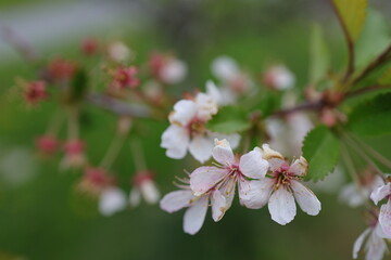 Cherry Blossom Tree, white and pink flowers and green leaves on the branches.