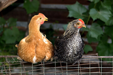Poultry farming. Breeding domestic chickens. The bred chickens..