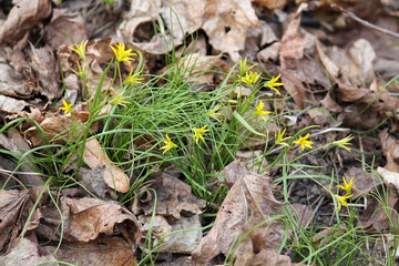 Yellow flowers of Gagea lutea in wild nature