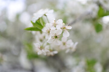Cherry Blossom Tree, white flowers and green leaves on the branches. Botany Flora and leaf.