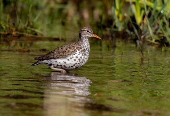 A Spotted Sandpiper Searching for Food on a Lake Shore