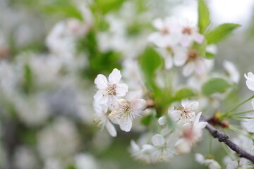 Cherry Blossom Tree, white and pink flowers and green leaves on the branches.