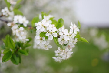 Cherry Blossom Tree, white flowers and green leaves on the branches. Botany Flora and leaf.