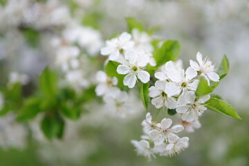 Cherry Blossom Tree, white flowers and green leaves on the branches. Botany Flora and leaf.