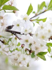 Cherry Blossom Tree, white flowers and green leaves on the branches. Botany Flora and leaf.