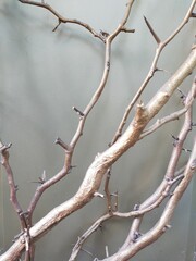 Gold colored tree branches on a gray background.