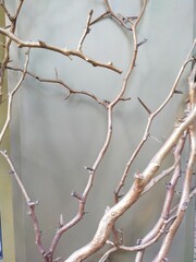 Gold colored tree branches on a gray background.