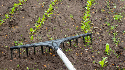 Rake with wooden handle lying among the plants in the greenhouse growing in the summer garden