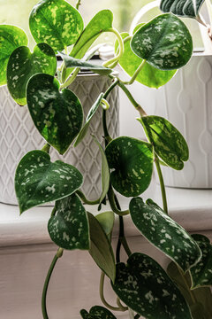 Satin pothos (scindapsus pictus) houseplant in a white pot on a window sill. Attractive houseplant detail with silvery blothes on the leaves.