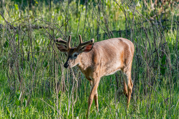 A Young White-tailed Deer Buck Roaming the Forest